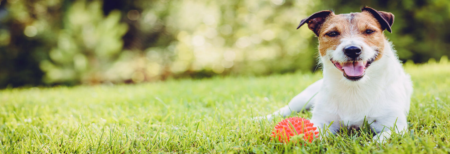 Pet Boarding Rates Decatur IL Pet